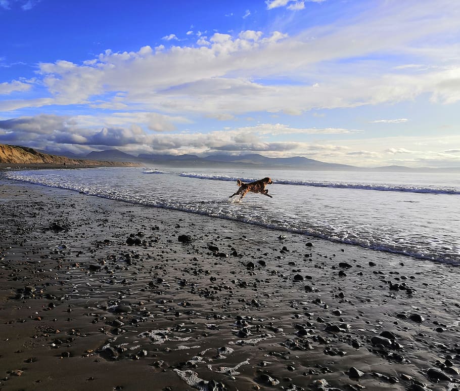 beach, dog, wales, newborough warren, snowdonia, anglesey, sea, ocean, seaside, canine