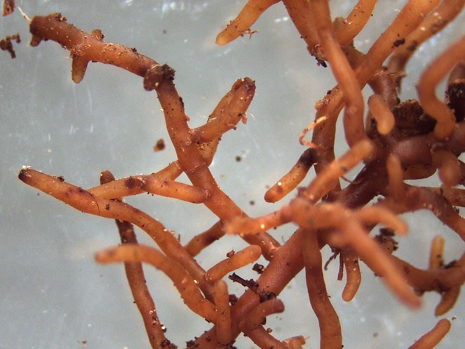 mycorrhiza, ectomycorrhiza, mushroom, root, tree, beech, close-up, orange color, nature, indoors