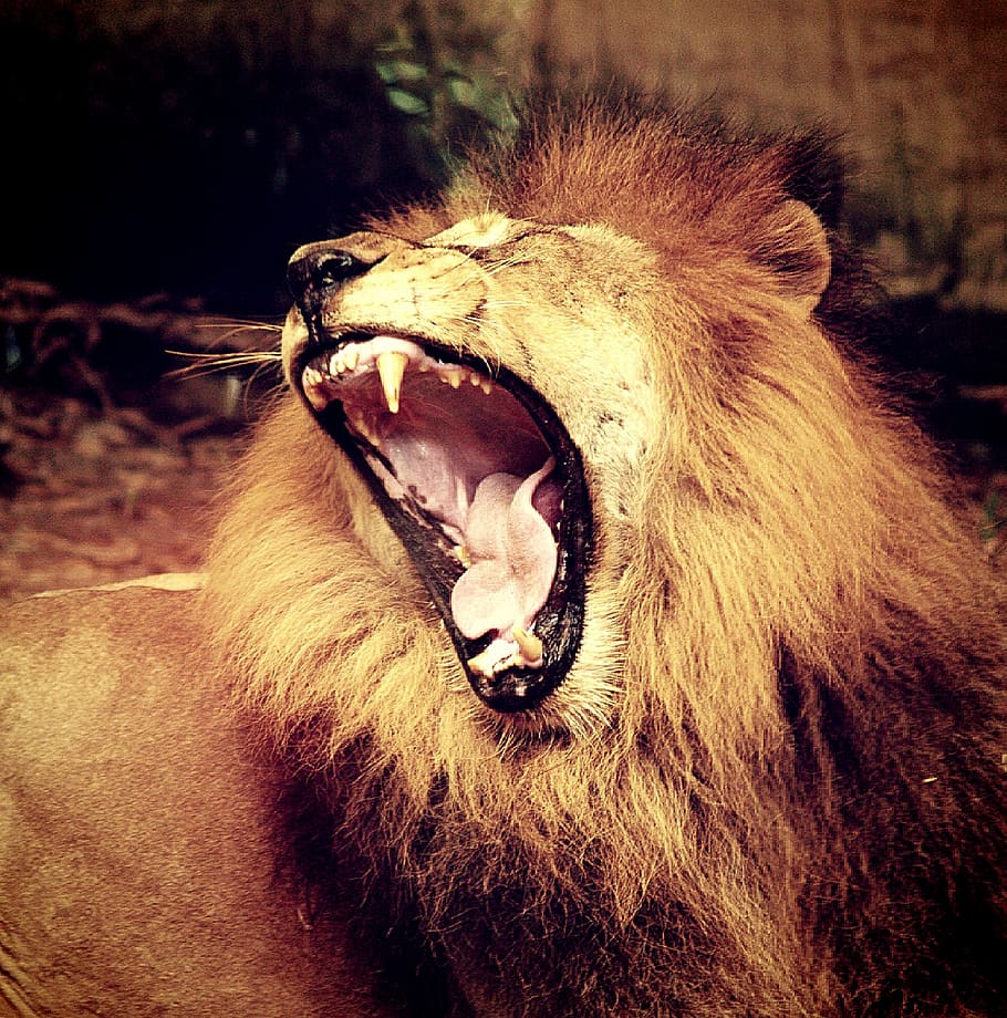 singa, kebanggaan, pria, binatang menyusui, kekuasaan, bulu, megah, karnivor, tatapan, ganas