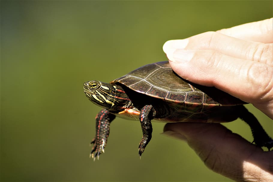 turtle, painted turtle, young, handheld, lake, caught, released, colorful, green, red