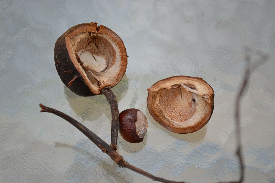 conker, horse chestnut, chestnut, seed, husk, close-up, nature, brown, food, food and drink