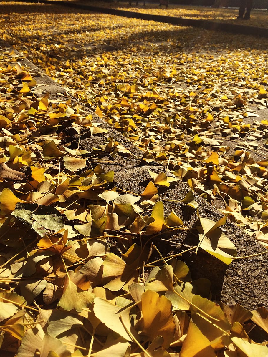 golden leaves, autumn, glorious, leaf, nature, yellow, outdoors, orange Color, plant part, change