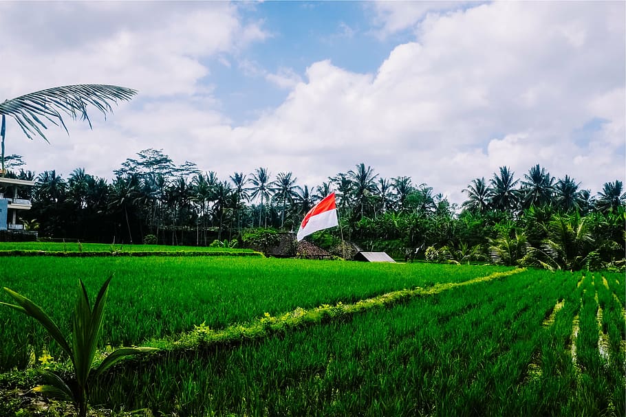 rice field, blue, sky, white, red, flag, surrounded, green, grass, paddies