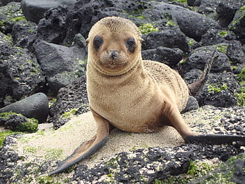 Royalty Free Baby Seal Photos Free Download Pxfuel