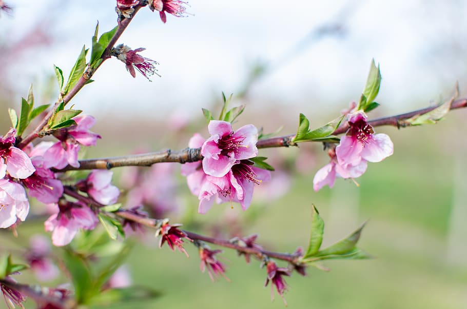 spring, peach tree, pink, peach, branch, bud, tree, nature, blossom, flowers