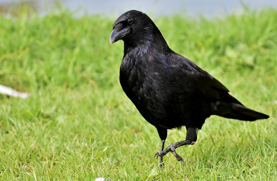 crow, standing, grass field, raven bird, raven, black, nature, bill, carrion crows, common raven