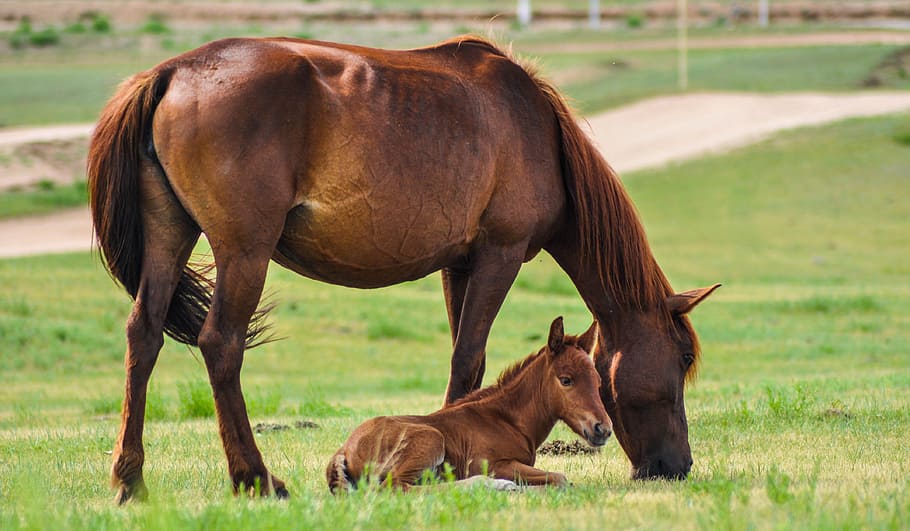 brown, pony, lying, grass, Horse, Mare, Foal, Nature, Mammal, equine