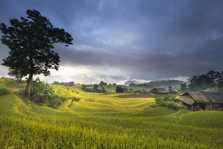 landscape photo, raining, sky, vietnam, terraces, rice, silk, the cultivation, travel, farmer