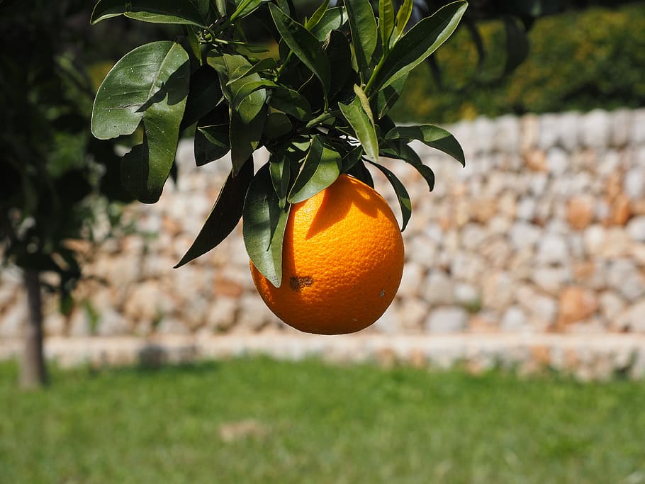 orange, fruit, orange tree, citrus fruit, tree, periwinkle, citrus, diamond green, rutaceae, citrus tree