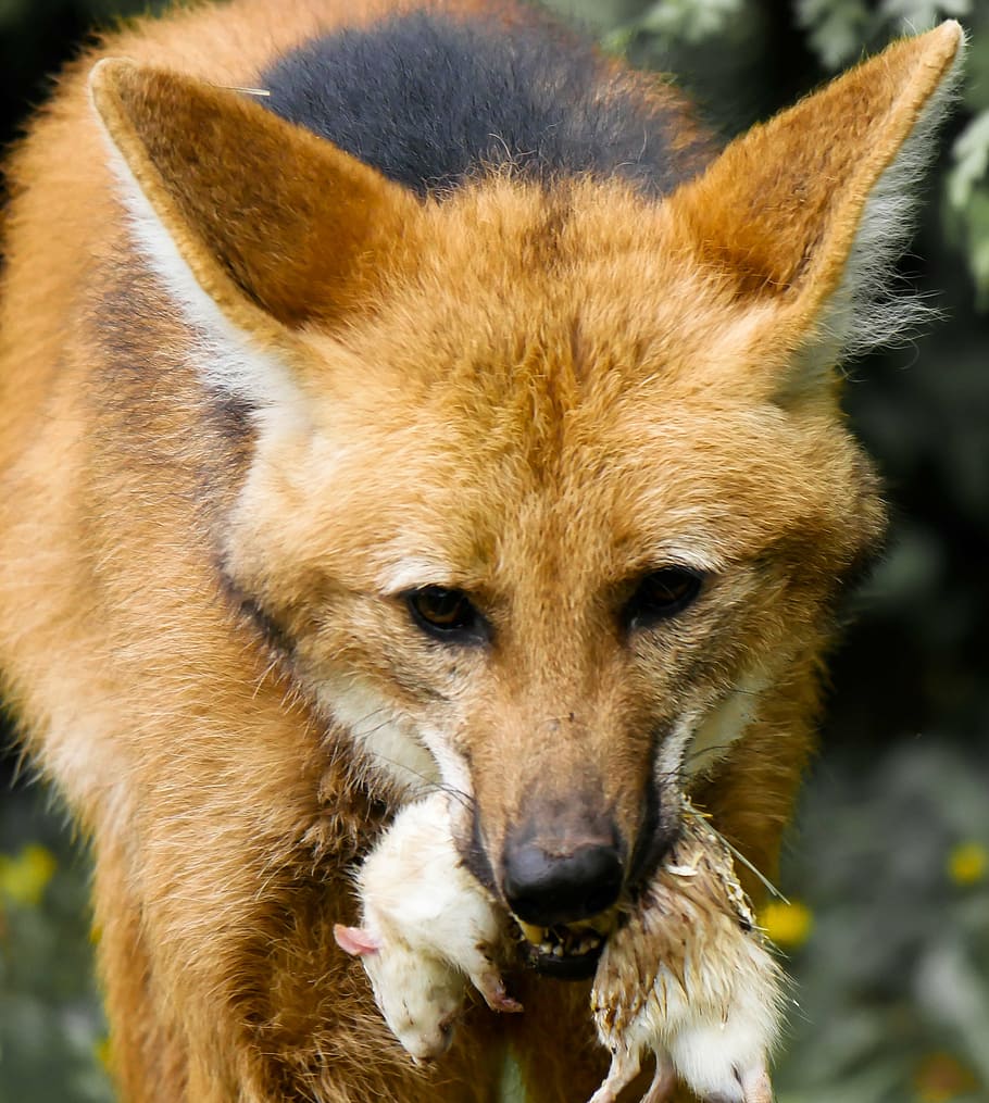 red fox, animal, wolf, maned wolf, prey, rat, eat, tiergarten nürnberg, predator, wildlife photography