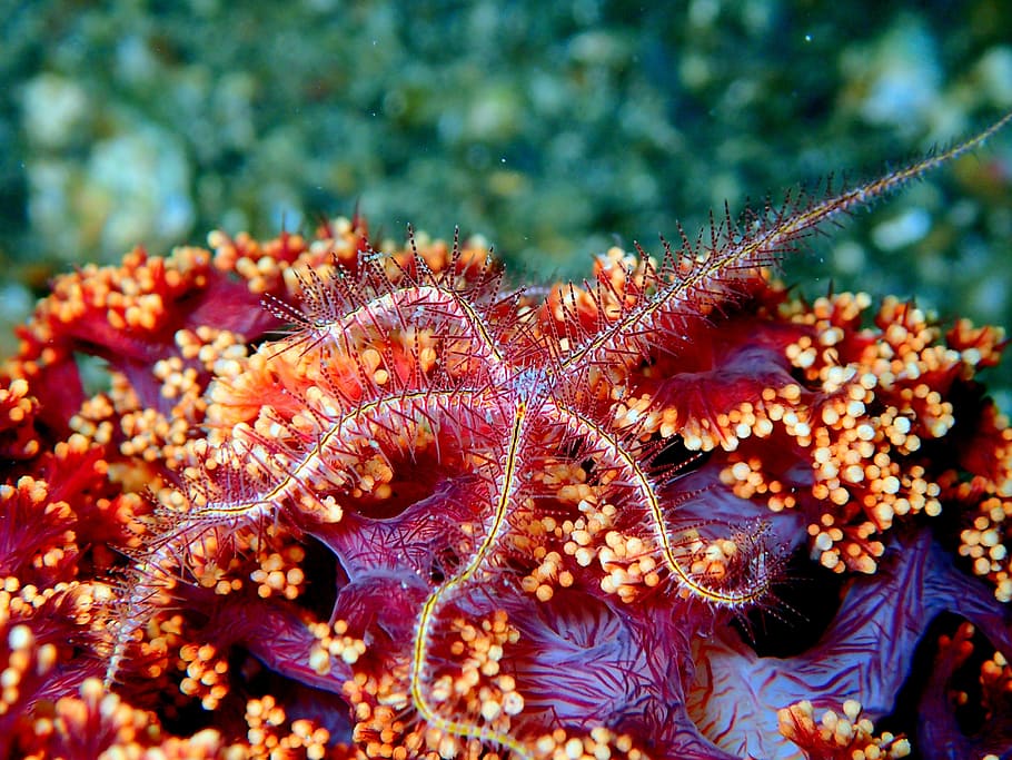 sea star starfish, reef, coral, soft coral, ocean, sea, water, underwater, marine, environment