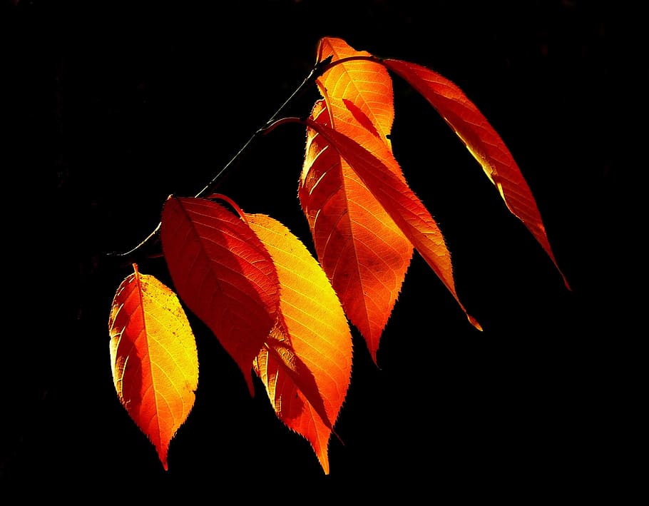 fotografía de hojas rojas, hojas, otoño, follaje de otoño, otoño dorado, octubre, colorido, hojas de otoño, color de otoño, colores de otoño