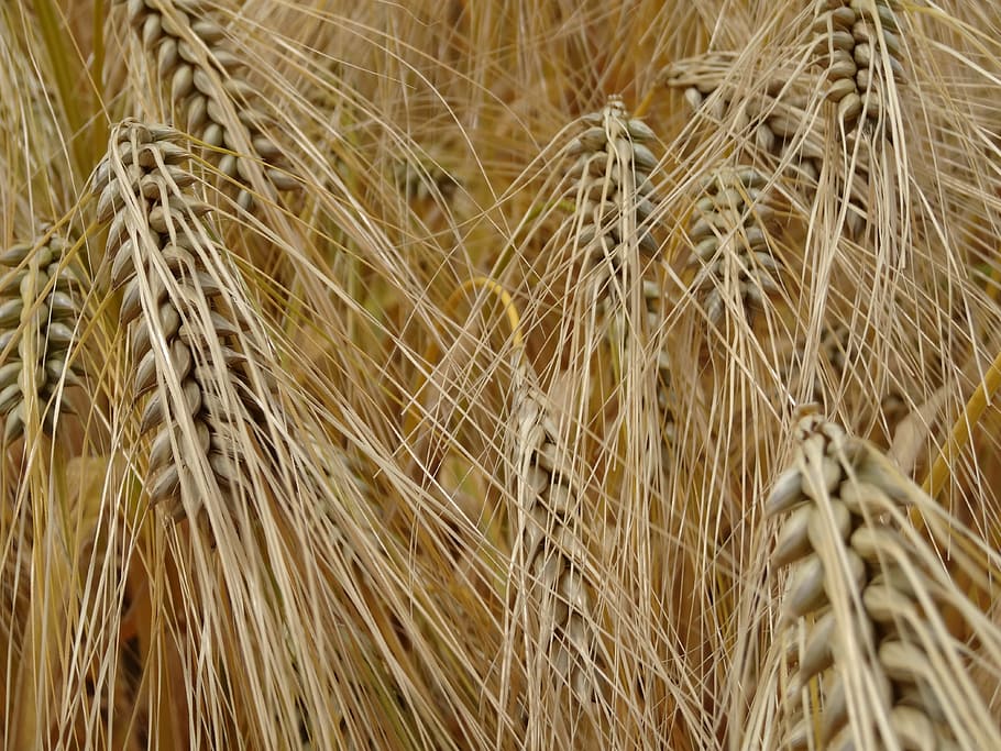 brown grass, Cereals, Barley, Grain, Cornfield, barley field, agriculture, food, spike, macro