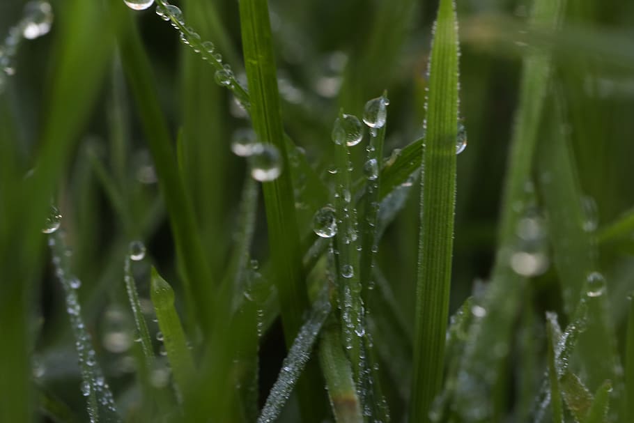 grass, waterdrop, autumn, nature, drop, wet, water, green color, growth, plant