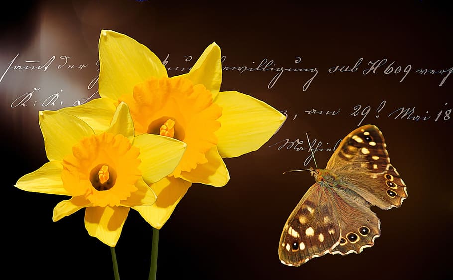 daffodils, flower, flowers, yellow, plant, spring, butterfly, brown, forest board game, insect