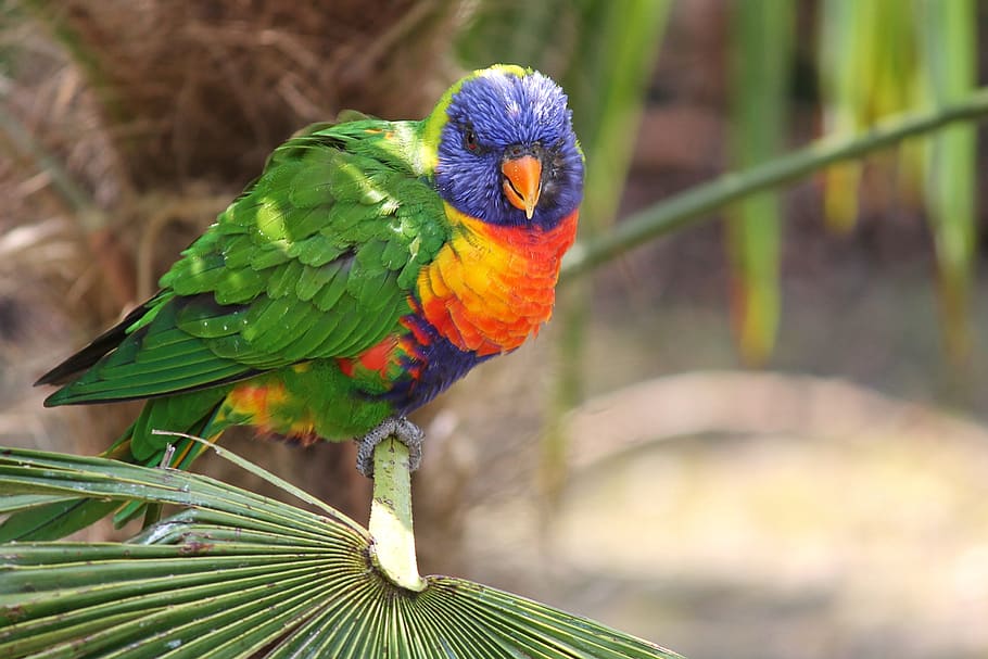 parrot, lorikeet, trichoglossus rainbow, bird, blue, red, bill, colorful, lori, yellow