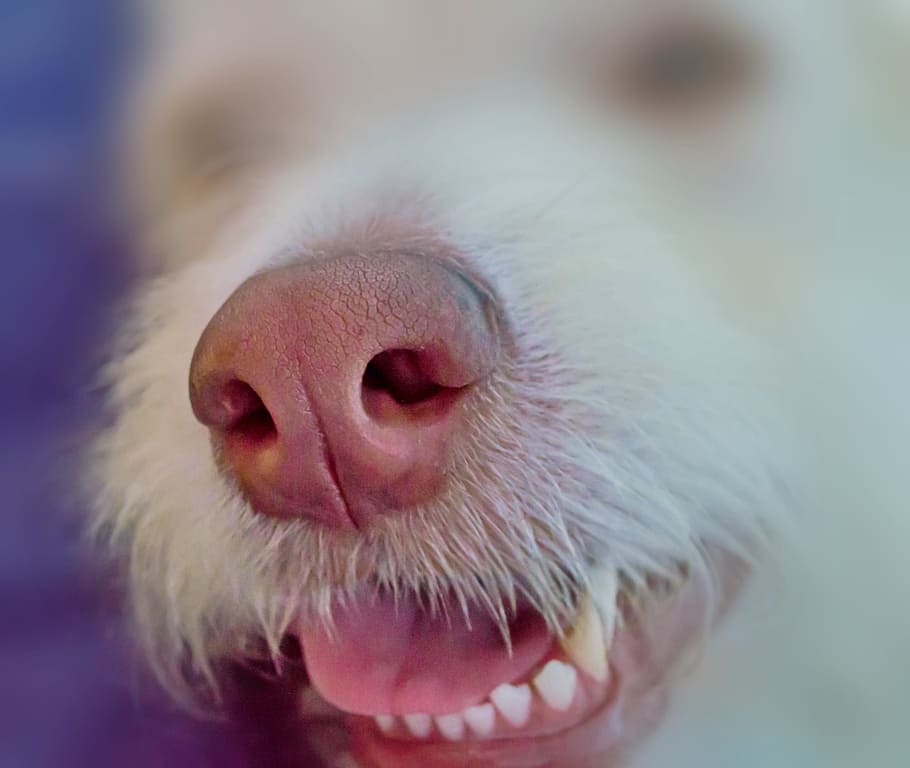 selectivo, fotografía de enfoque, de pelo largo, blanco, perro, animal, nariz, sentido del olfato, olor, hocico spürnase