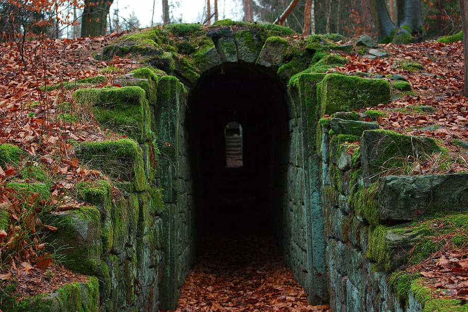 túnel, coberto, musgo, folha, madeira, caminho, instruções, árvore, pedra, natureza
