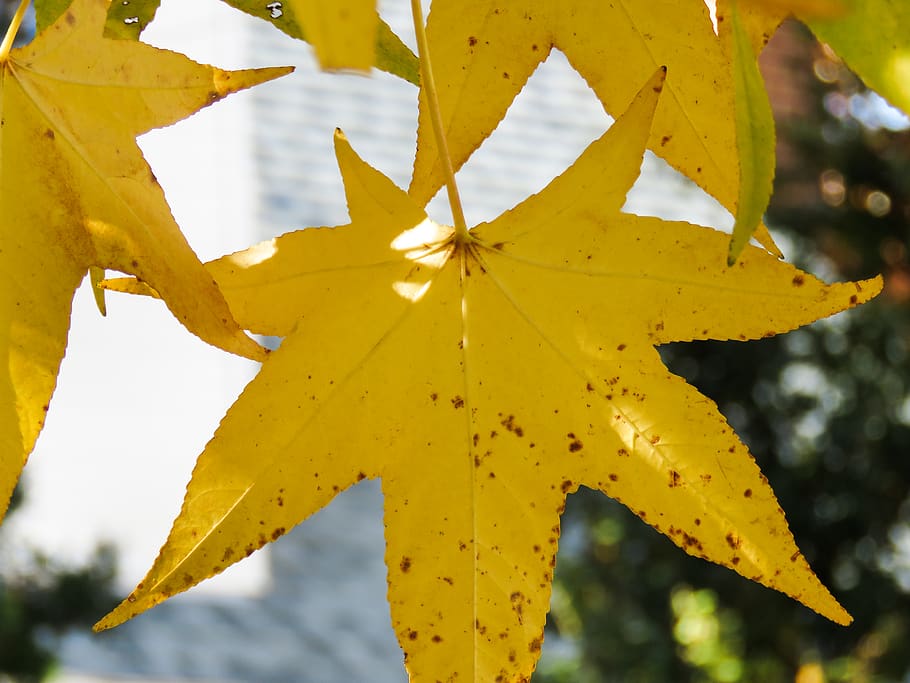 yellow, leaves, leaf, plant part, close-up, focus on foreground, plant, day, nature, autumn