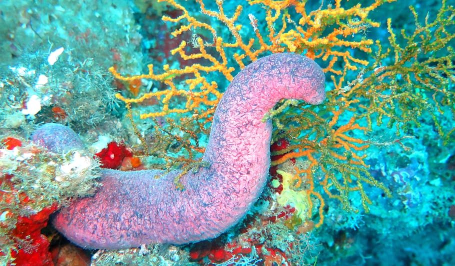 sea cucumber, cucumber, sea, fish, ocean, reef, coral, animal wildlife, animals in the wild, undersea