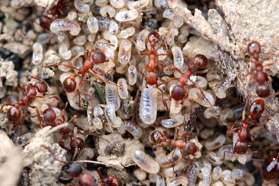 red garden ant, myrmica rubra, ant larvae, transparent, hairy, destroyed ant nest, worker inside, abtransport the larvae, evacuation, hustle and bustle