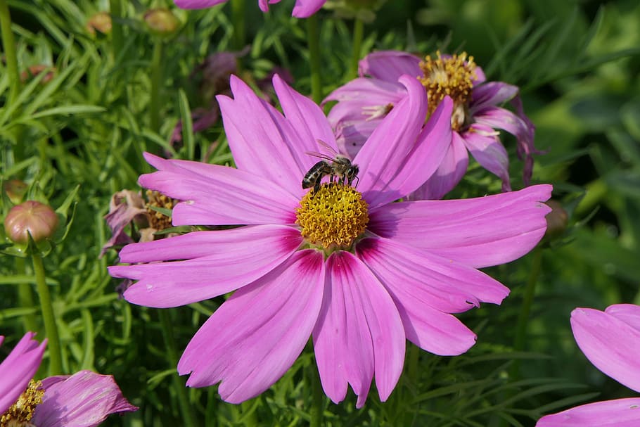 lebah madu bertengger, bunga, bunga merah muda, dekat, taman, alam, bunga musim panas, serangga, tanaman berbunga, kesegaran