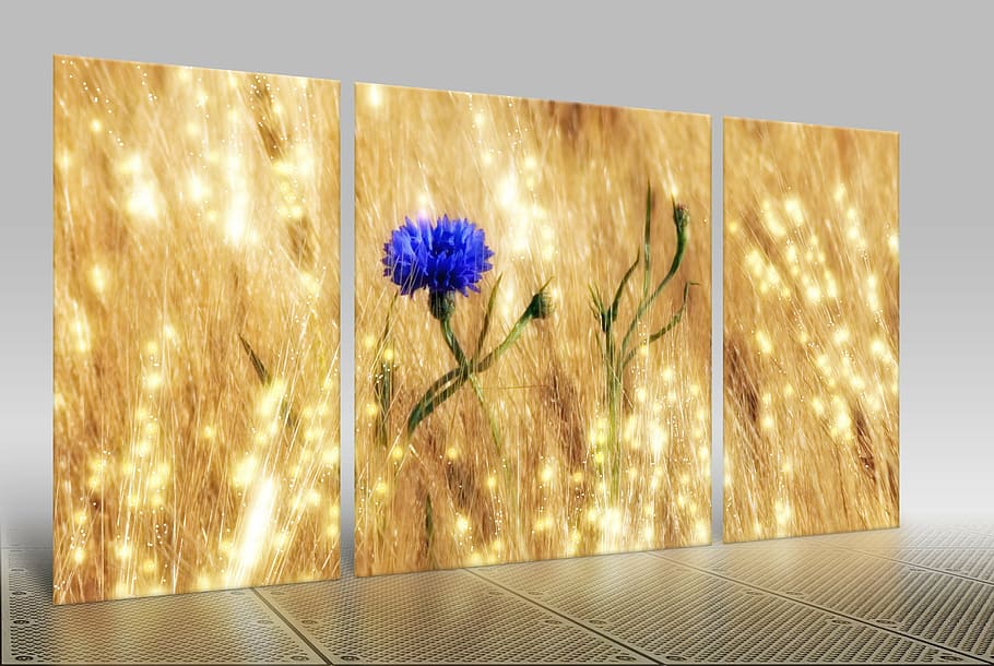 blue, cornflower 3- panel painting, 3-panel, grain, cereals, field, arable, agriculture, cornflower, blossom