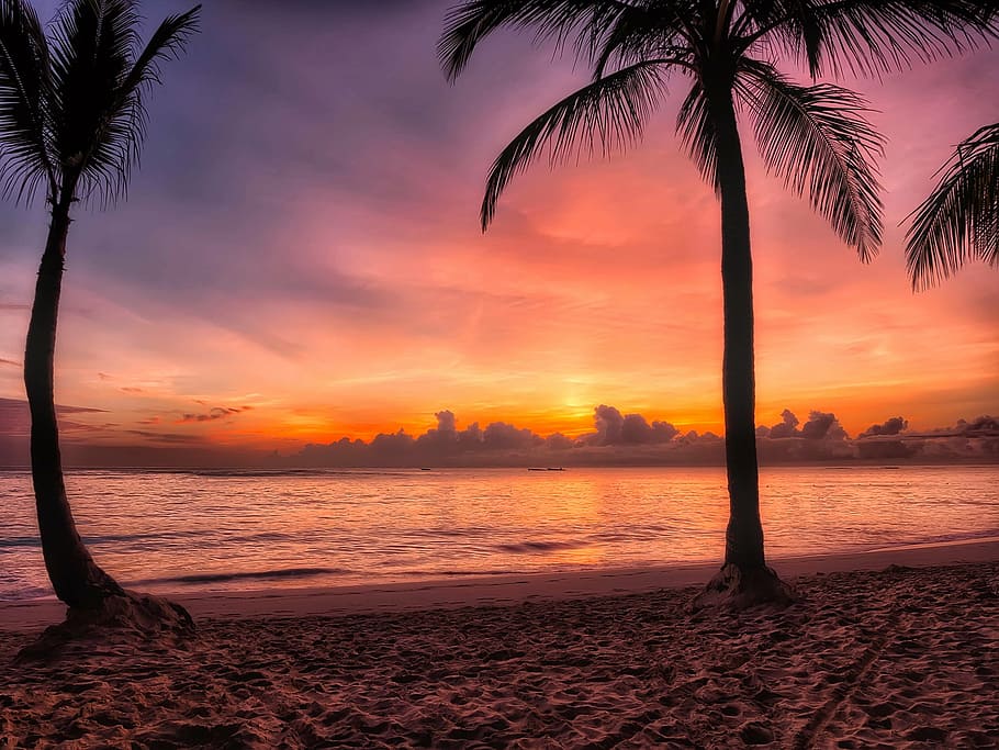 palm trees, seashore, sunset, dominican republic, sunrise, dawn, morning, colors, colorful, beautiful