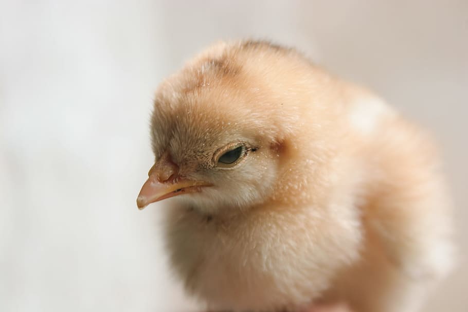 pollito blanco, pollo, pollito, bebé, lindo, amarillo, joven, aves de corral, pequeño, pluma