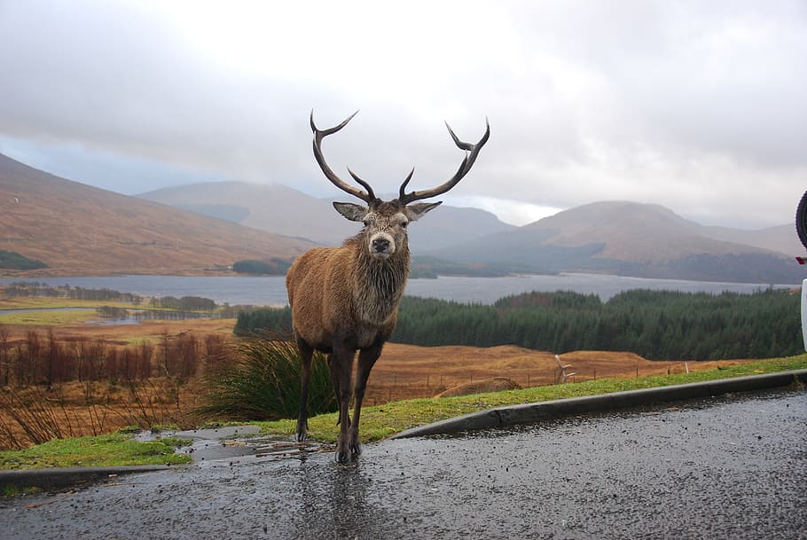 dólar, borde de la carretera, que fluye, agua, durante el día, ciervo marrón, en carretera, ciervo, tierras altas, Escocia