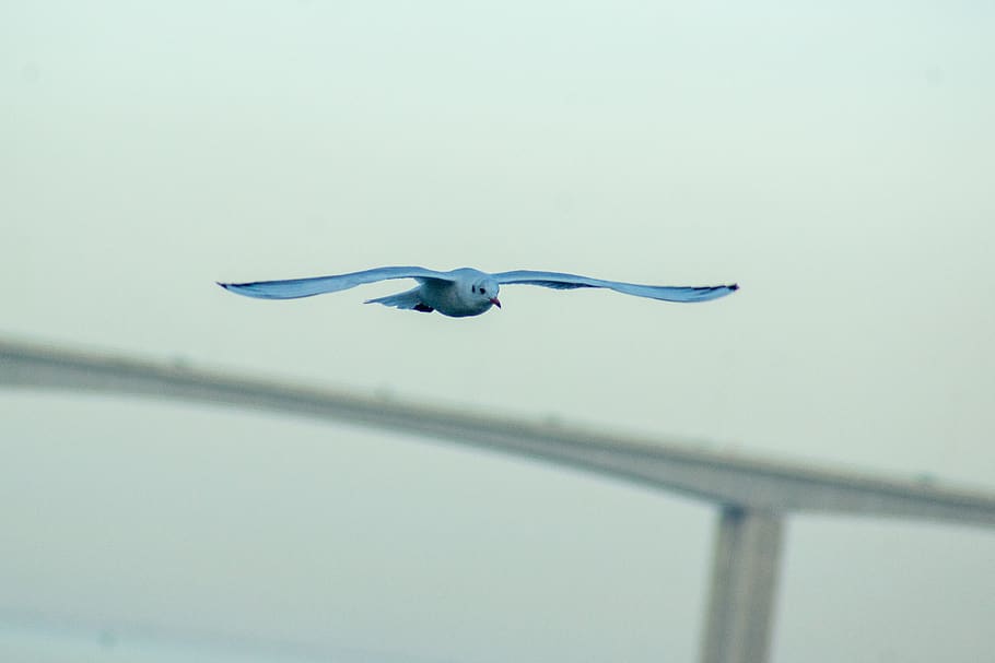 gaivota, seagull, mouette, nature, sea, portugal, lisbon, lisbonne, europe, birds