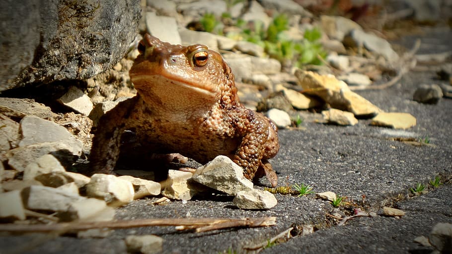 ヒキガエル, カエル, ウルモンスター, 無尾類, ペアリング, 動物, 両生類, 水カエル, 水, 目