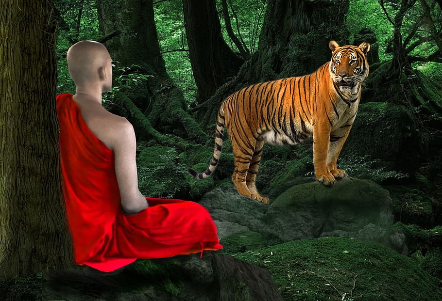 monje, tigre, bosque, naturaleza, al aire libre, retrato, mamífero, meditación, selva, miedo
