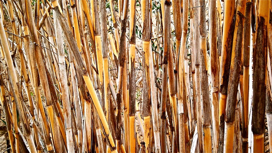 cane, arundo donax, stems cylindrical, vegetable, botany, nature, wallpaper, backgrounds, full frame, day