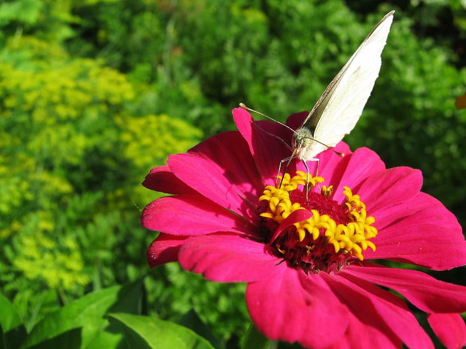 mariposa, mariposa en una flor, flor rosa, mariposa blanca, verano,  naturaleza, insectos, planta floreciendo, flor, frescura | Pxfuel