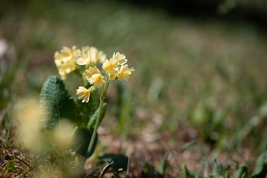 cowslip, yellow, spring, plant, pointed flower, meadow, nature, flora, close, floral photography