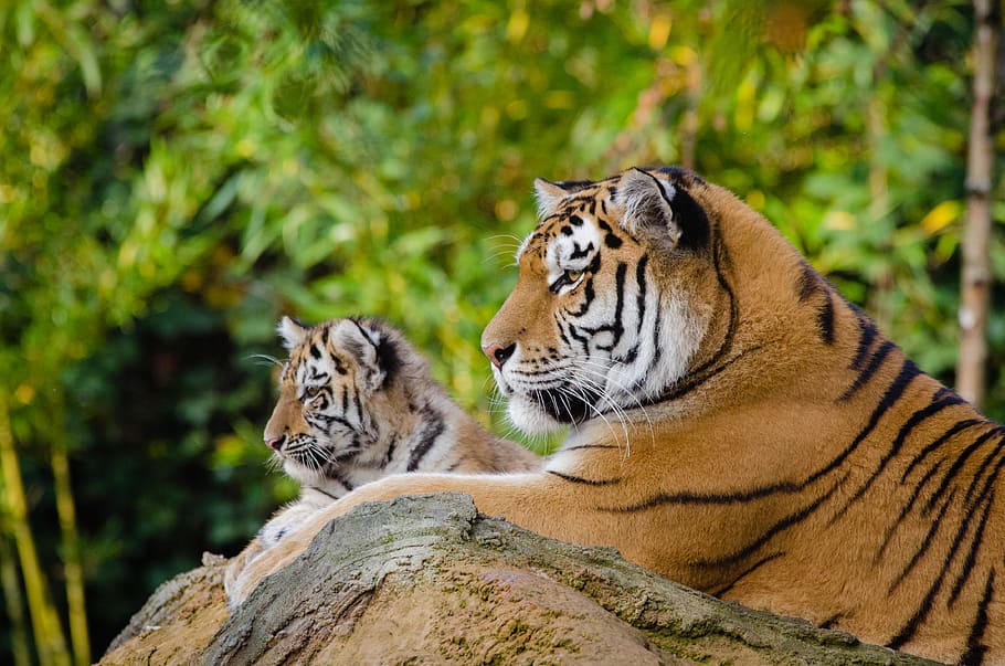 Siberian Tiger, Tiger Mom, Cub, two tigers, animal themes, feline, animal, mammal, big cat, animal wildlife