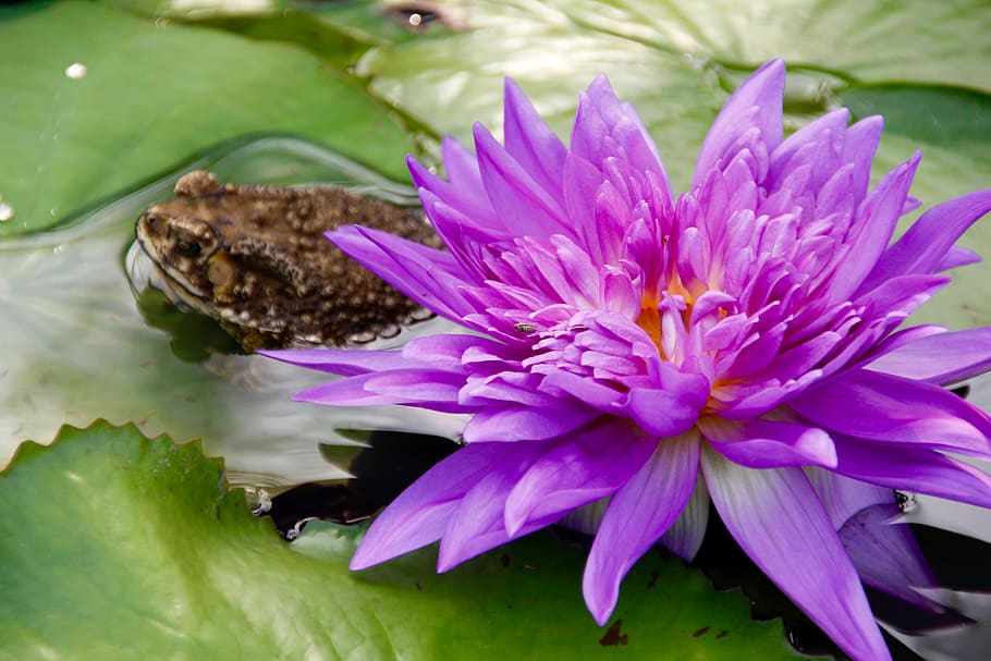 water lily, purple, blossomed, blossom, bloom, pond, aquatic plant, flower, water, nature