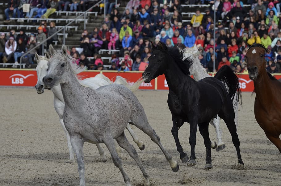 marbach, stallion parade in 2017, mold, silver herd, white horse, horses, rap, arabs, thoroughbred arabian, livestock