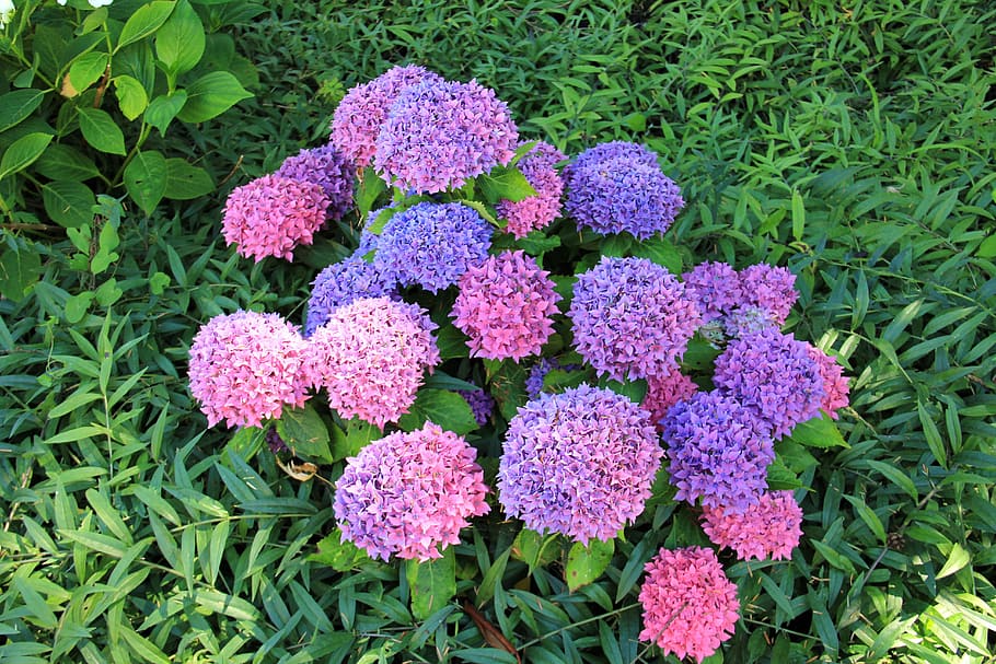 植物 花 赤 青 紫陽花 ピンク色 緑 自然 成長 開花植物 Pxfuel