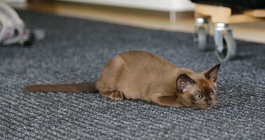 cat on carpet, cat, burmese, pet, kitten, pets, domestic Cat, animal, cute, domestic Animals