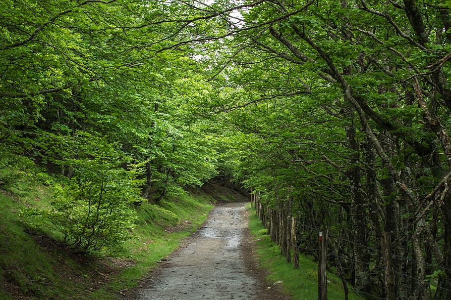 pathway, green, leaf trrees, Spain, Santiago, Path, Road, Ride, santiago path, quiet