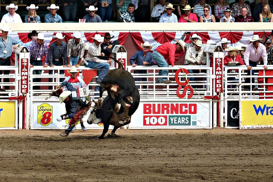 cowboy, bull, inside, ring, people, watching, daytime, calgary, stampede, outdoor activity