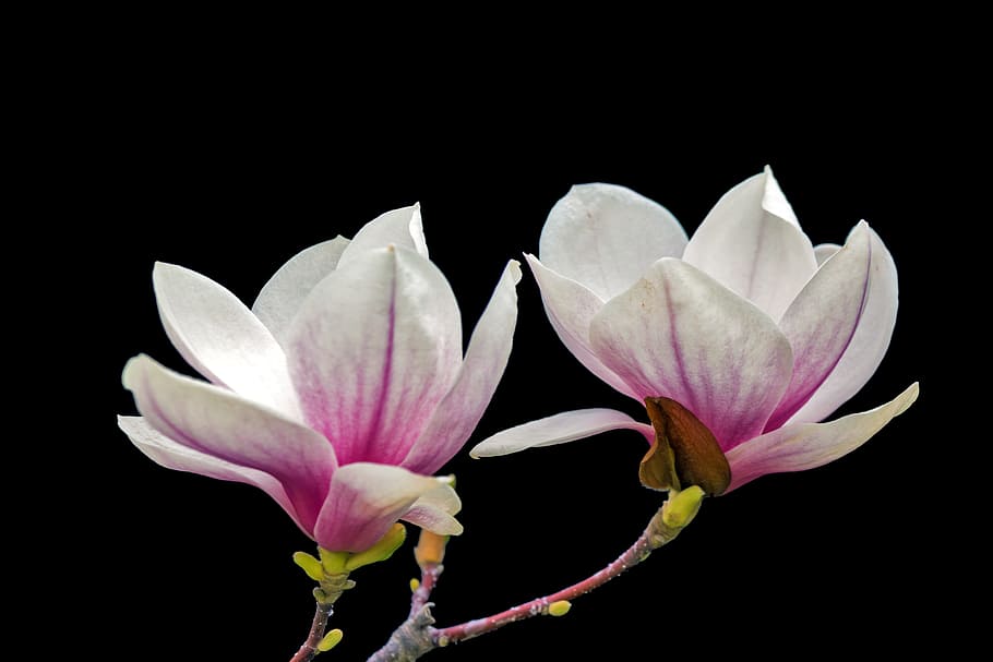 closeup, purple-and-white petaled flower, bloom, purple, petal, flower, photography, magnolia, wood, floral