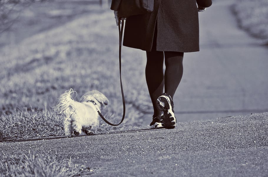 person, walking, dog, woman, leash, leg, foot, shoe, active, motion