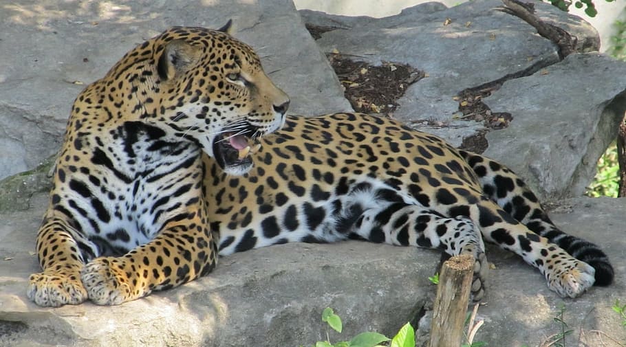 leopardo, descanso, pedra, onça-pintada, felino, mamífero, predador, carnívoro, animais selvagens, Panthera onca