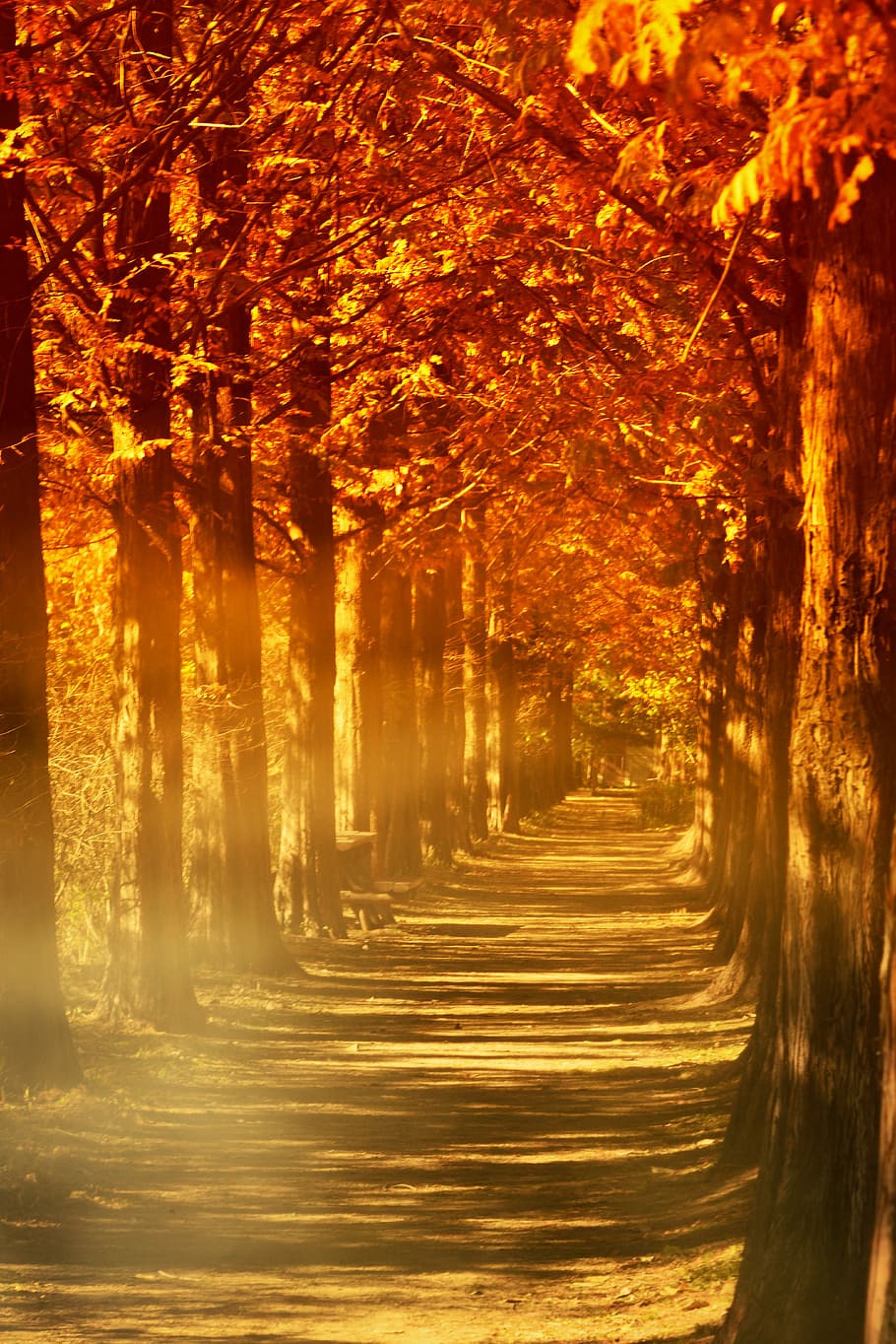 Autumn, Leaves, Fog, Wood, Red Maple, autumn, leaves, love, memory, maple, seasonal