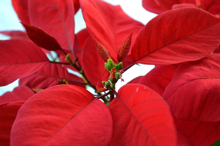 selective, focus photography, red, leaf, poinsettia, christmas star, euphorbia pulcherrima, flower, plant, red leaves