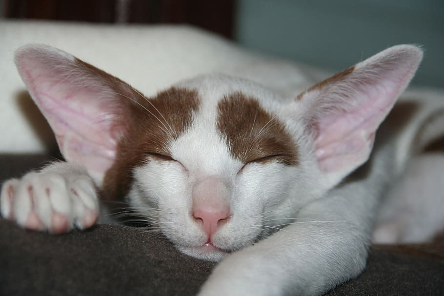 blanco, marrón, gato, dormido, dormir, sueños, cansado, gatito, pelo corto oriental, pelaje