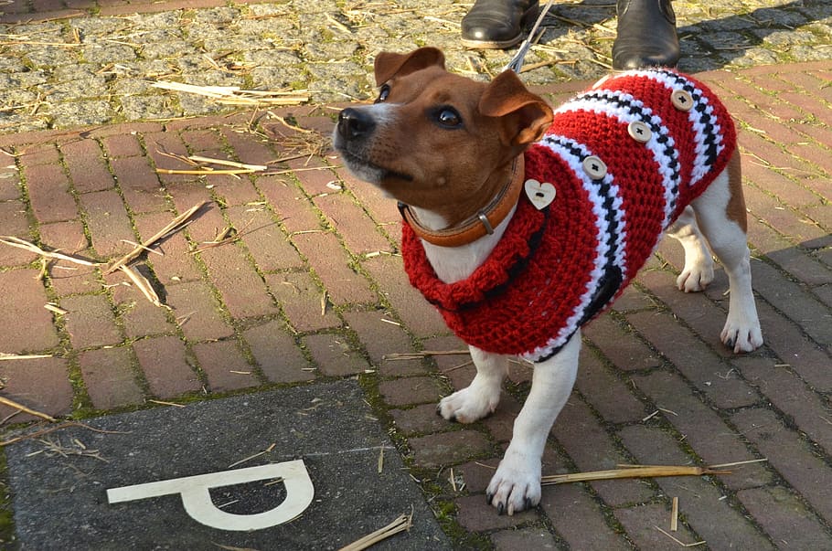 dog, jack russell, pet, sweater, jacket, hooks, cold, winter, canine, one animal